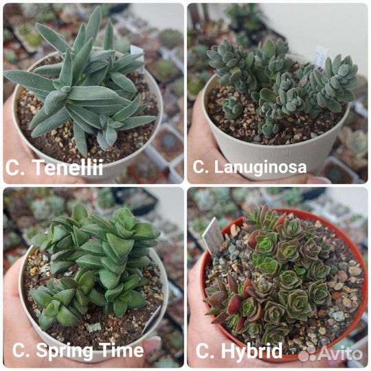 Крассулы суккуленты