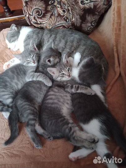 Котята в добрые руки на счастье в дар