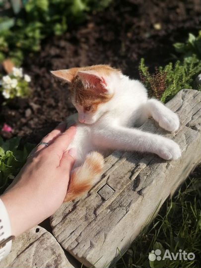 Кошка в дар