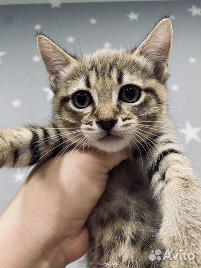 Отдам котенка