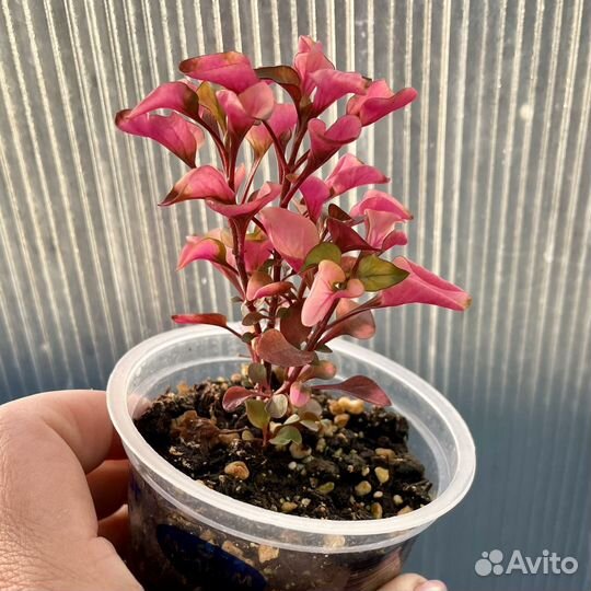 Альтернантера