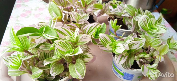 Традесканция