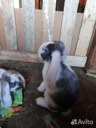 Кролики породы французский баран