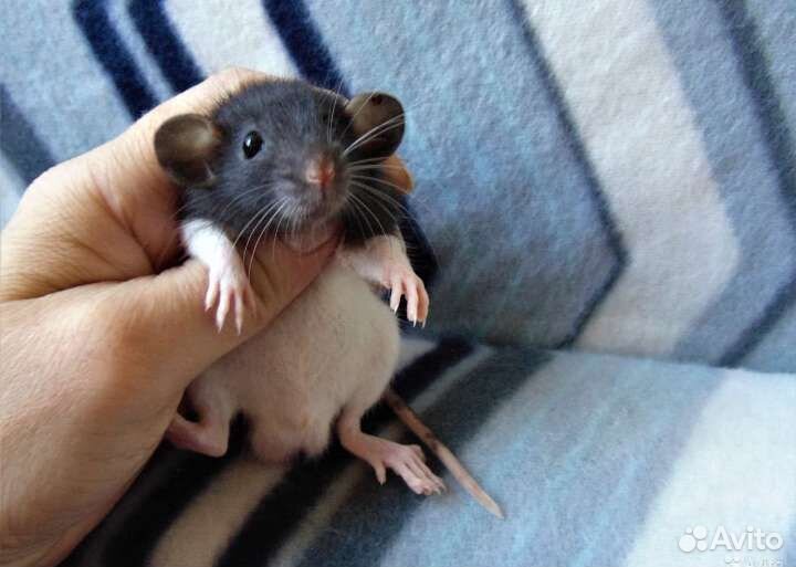 Крысята Дамбо милашки