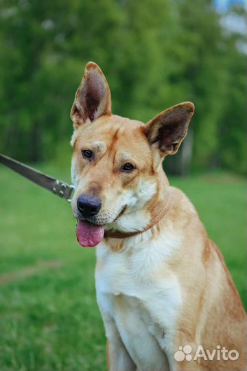 Потерявшийся пес ищет новую семью