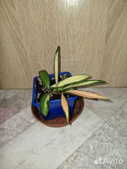 Хойя вайети триколор