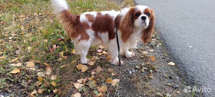 Кавалер кинг чарльз спаниель