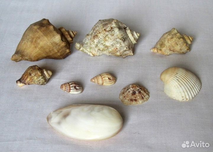 Набор морских раковин для аквариума