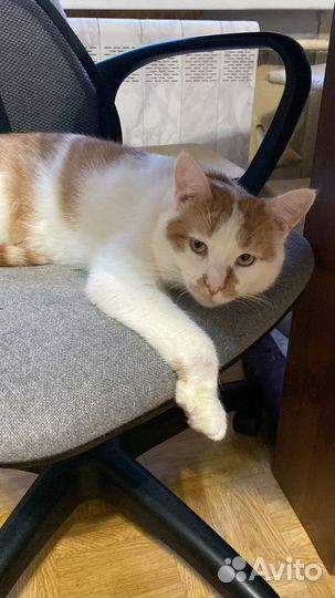 Котик Армани В добрые руки