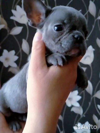 Французский бульдог мини