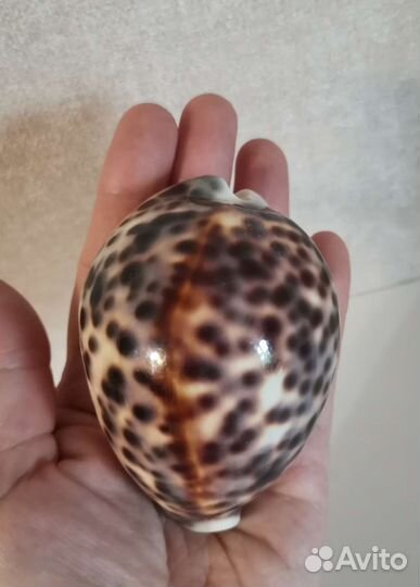 Ракушка моллюска