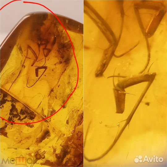 Два самородка янтаря с инклюзами