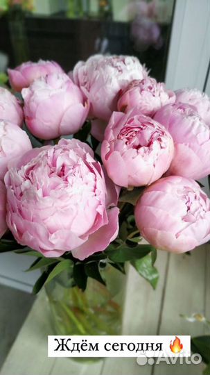 Пионы Оптом/ букеты из пионов в Красноярске