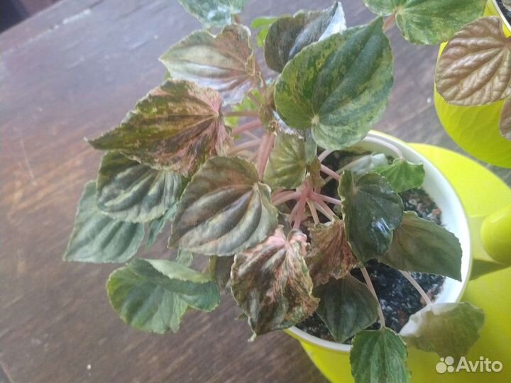 Пеперрмия сплеш