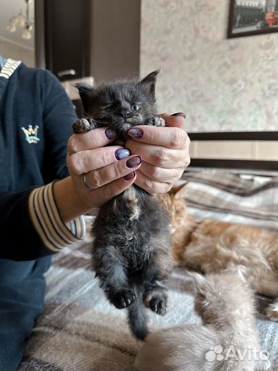 Котята мейн-кун полидакт