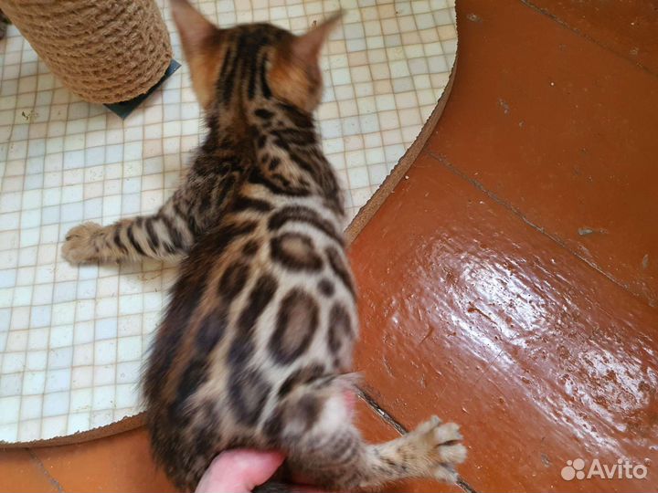 Бенгальские котята