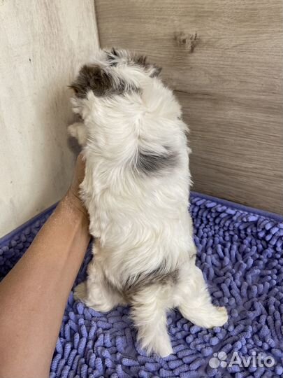 Забронирован Мальчик крепыш