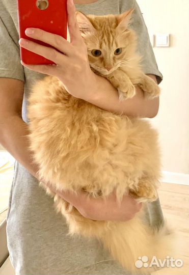 Кот сметанкин