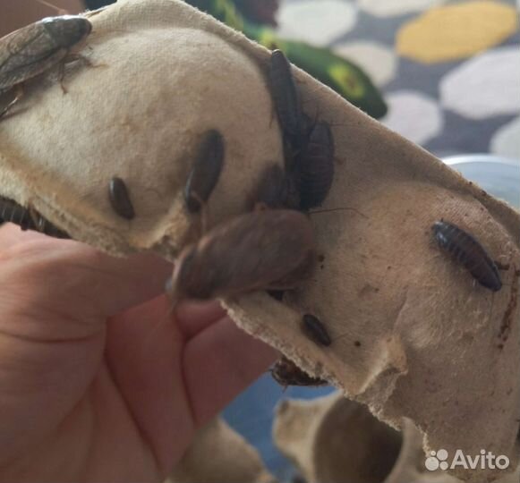 Мраморные тараканы