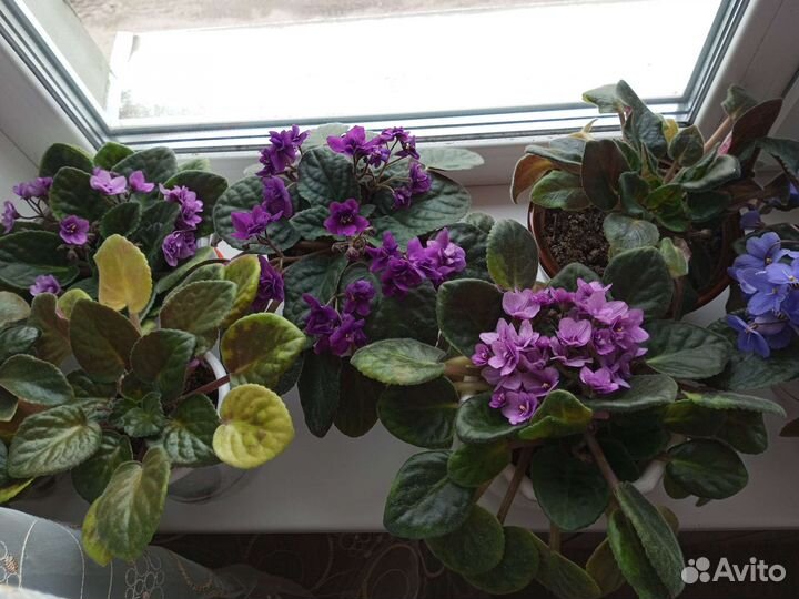 Сортовые фиалки