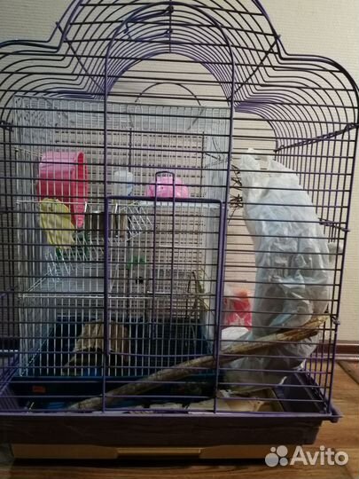 Чилийская белка дегу