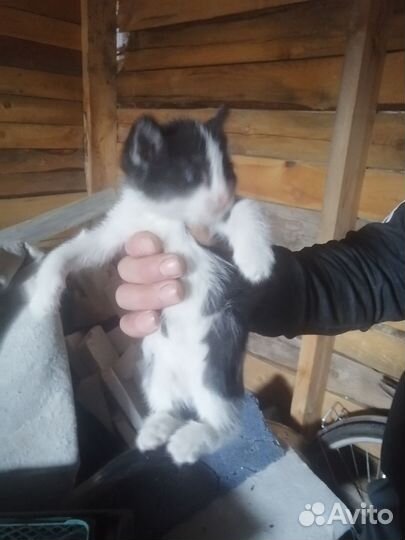 Домашние животные котята
