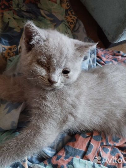 Особенный котенок