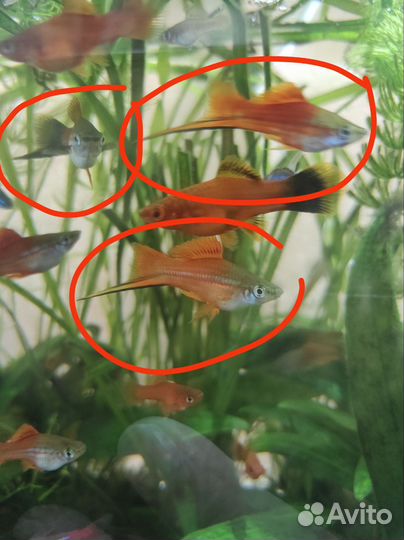 Продам меченосцев самцов