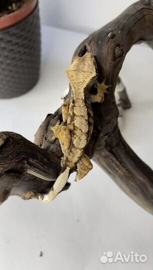 Бананоед Harlequin самец