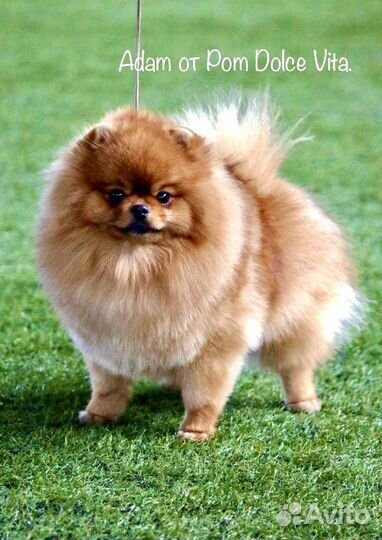 Шпиц для вязки