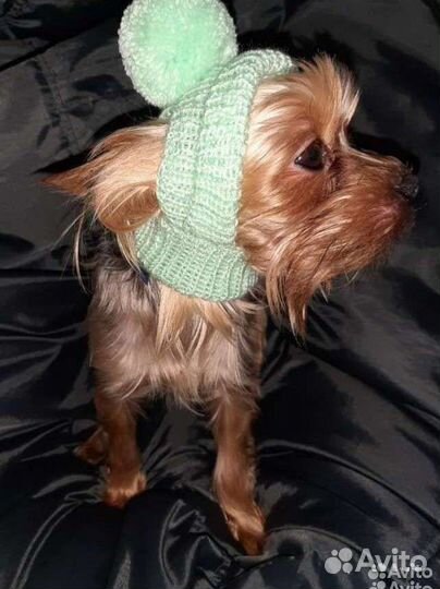 Шапочки для собак разные