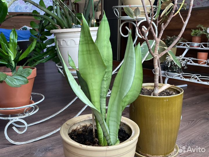 Сансевьерия муншайн, зелантика, ханни