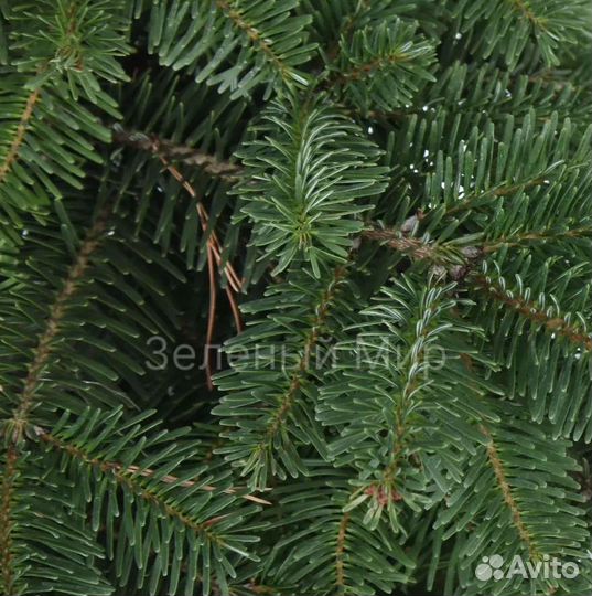Пихта нордмана срез с доставкой