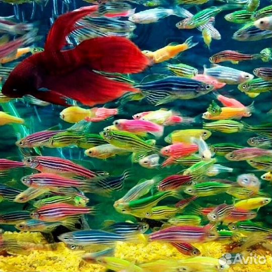 Аквариумные рыбки