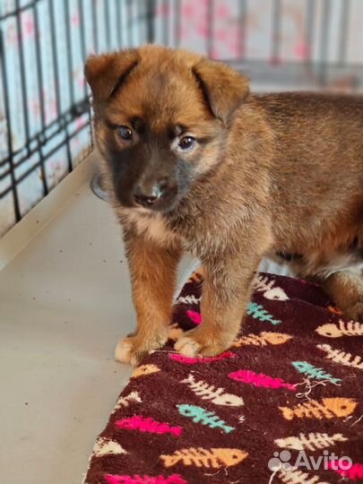 Щенки девочки