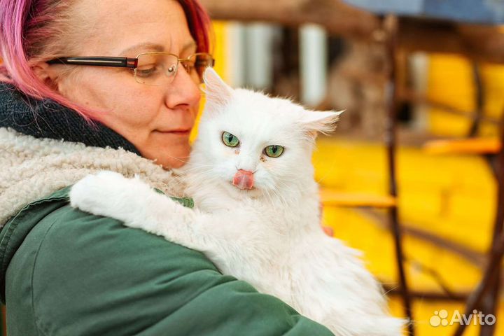 Кошка в дар