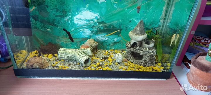 Аквариум с рыбками