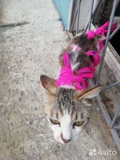 Кошка в дар бесплатно