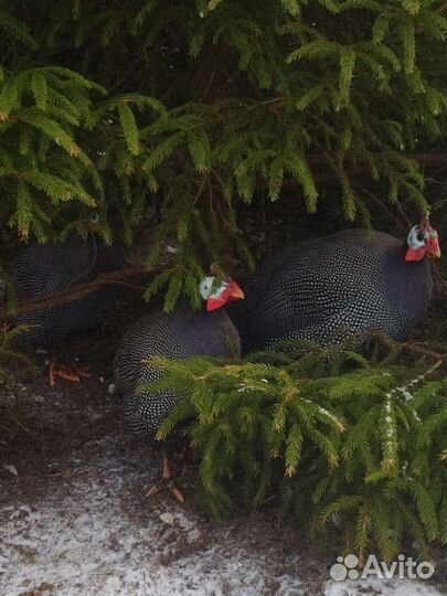 Цесарка серая крапчатая