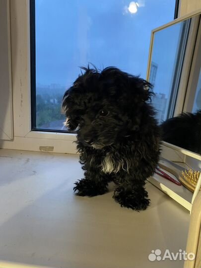 Щенки болонки