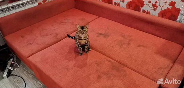 Глубокая чистка диванов, матрасов (запахи, пятна)