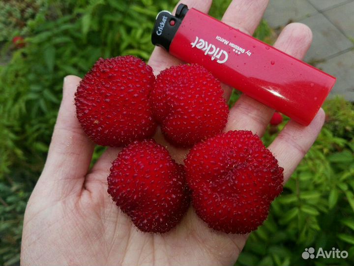 Тибетская ягода (землян,норвежская) малина саженцы