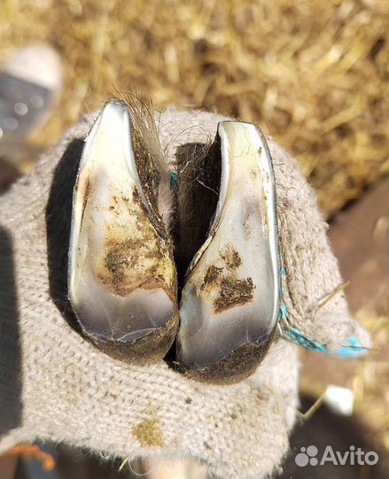 Обезроживание козлят, кастрация, копыта