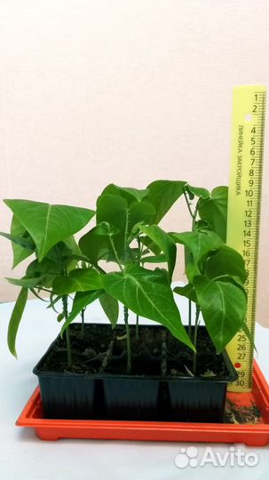 Экзотические, тропические растения