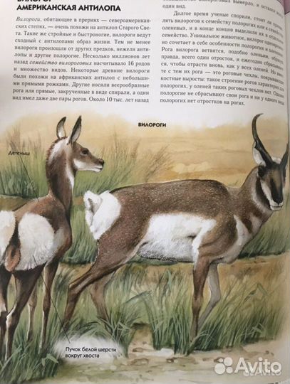 Энциклопедия животные иллюстрированная для детей