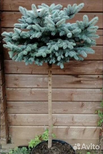 Ель Глаука Глобоза на штамбе 60 см