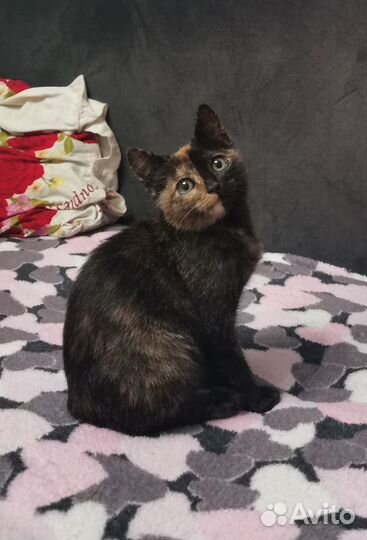 Котенок в добрые руки