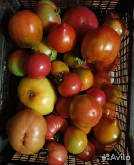 Помидоры свежие домашние