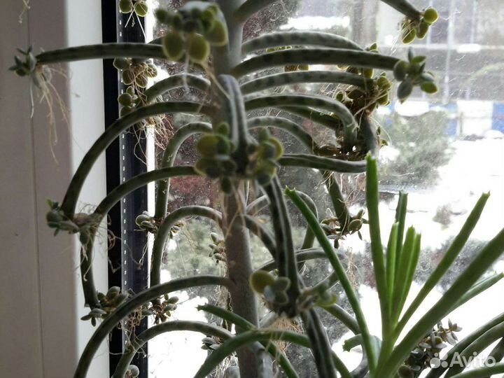 Золотой ус и Бриофилум