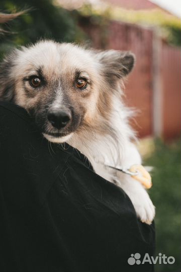 Собака в добрые руки